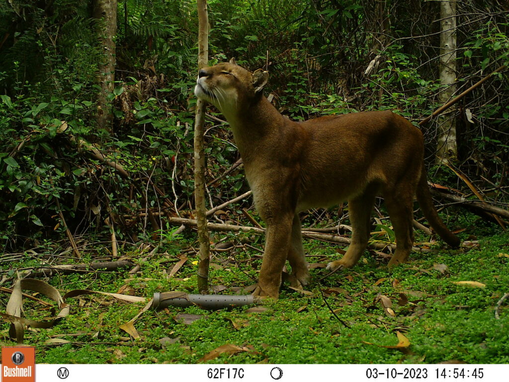 Puma - Créditos: Reserva Costera Valdiviana