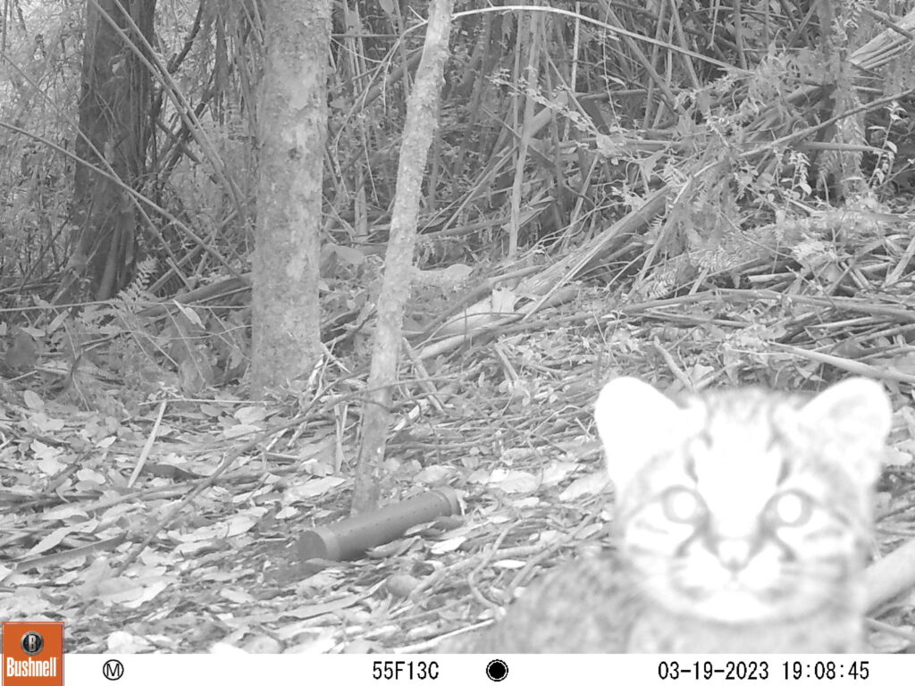 Gato huina (Leopardus guigna) Reserva Costera Valdiviana