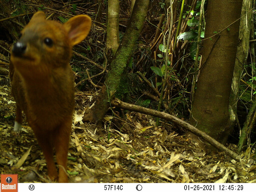 Pudu adulto - Créditos: Reserva Costera Valdiviana