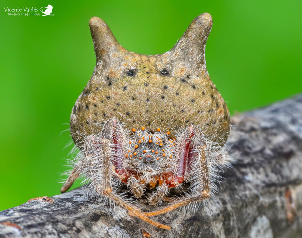 Araña cabeza de gato (Mastophora gasteracanthoides). Créditos Vicente Valdés.