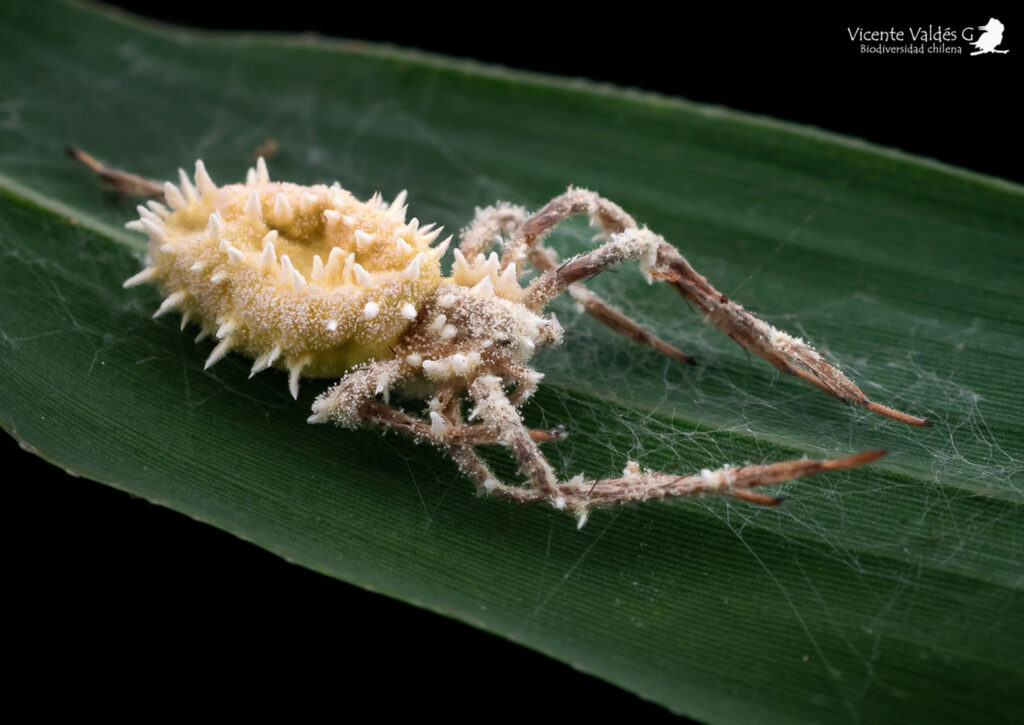 Araña fantasma. Familia Anyphaenidae. Está parasitada por un hongo Cf. Gibellulla sp. Créditos Vicente Valdés.