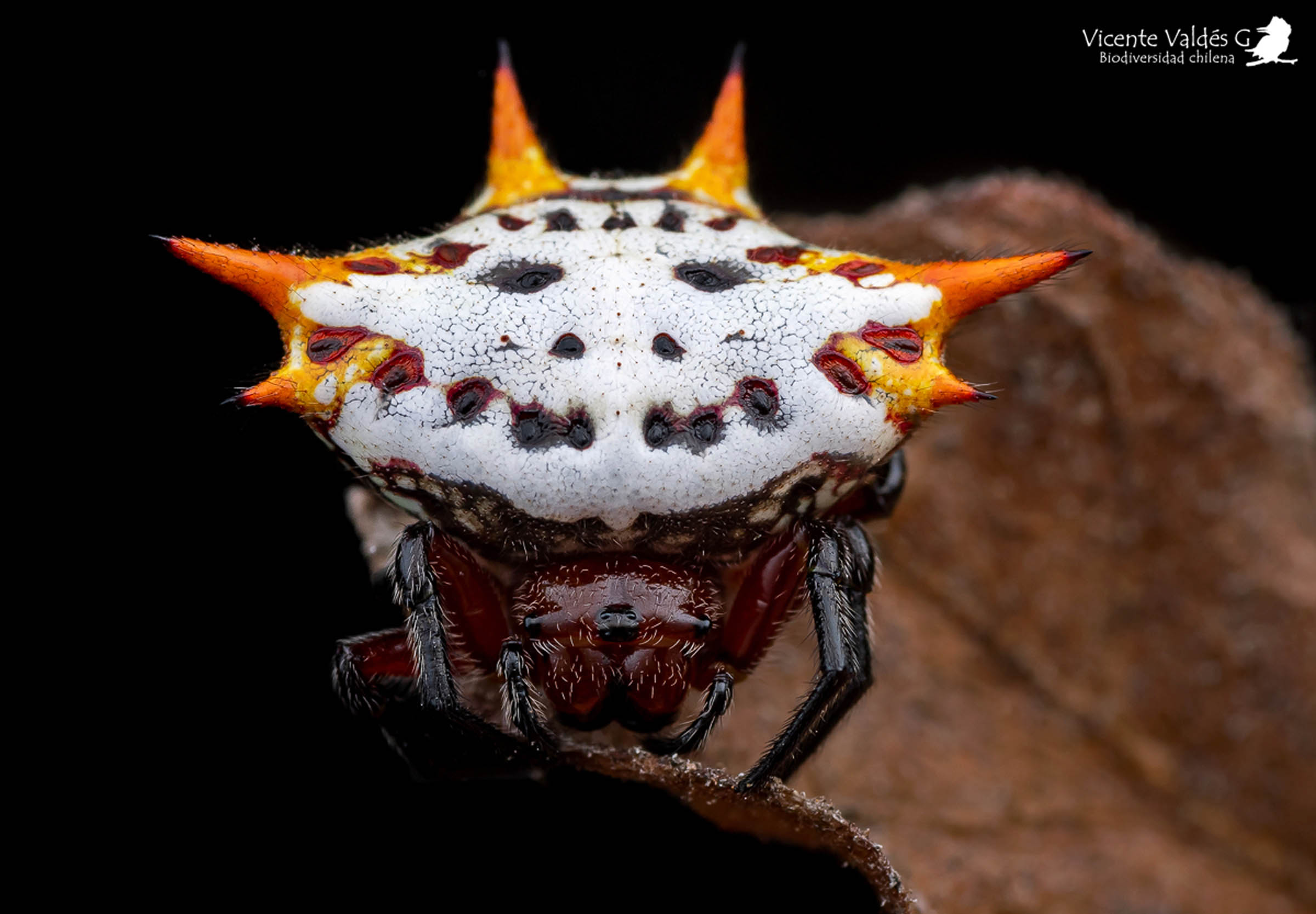 Araña tejedora espinosa (Gasteracantha cancriformis). Créditos Vicente Valdés.