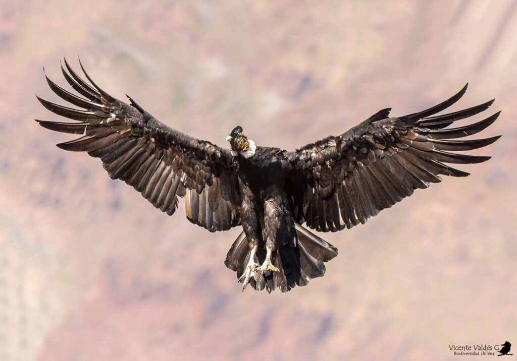 Cóndor (Vultur gryphus). Créditos Vicente Valdés