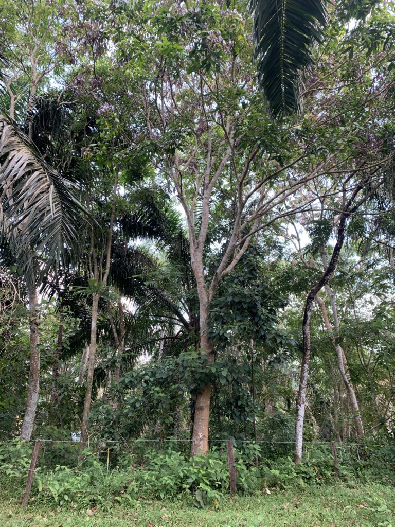 Isla de árboles analizada por 10 años.