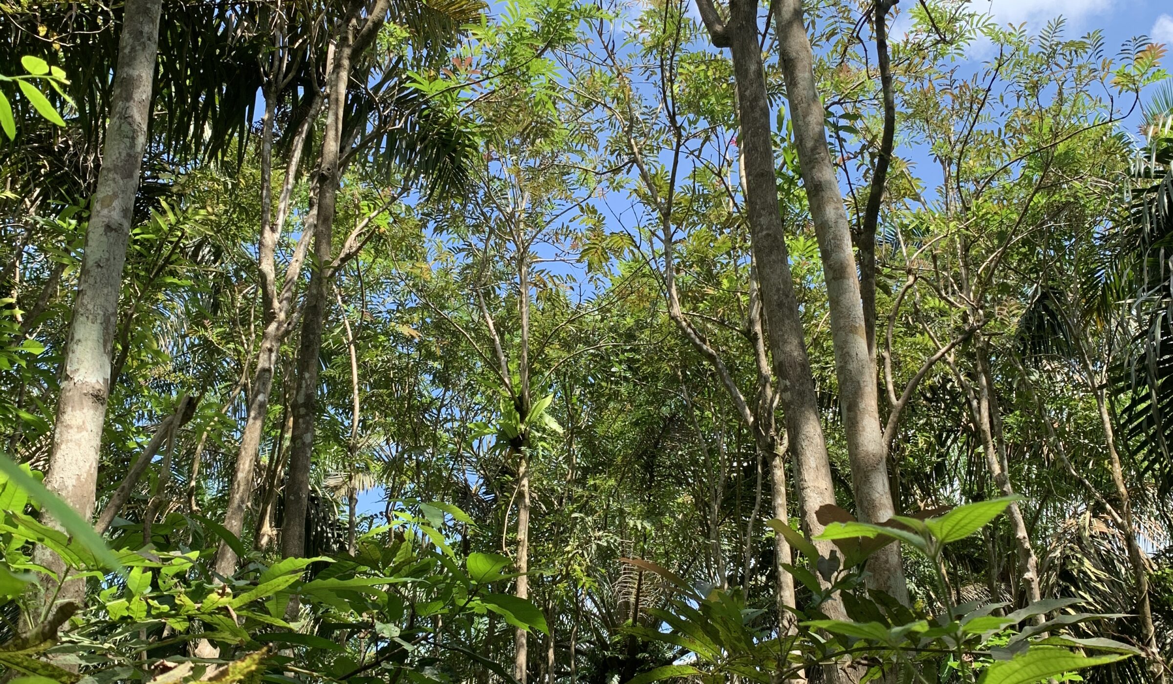 Científicos comprueban que islas de árboles pueden contrarrestar el daño ambiental ocasionado por los monocultivos