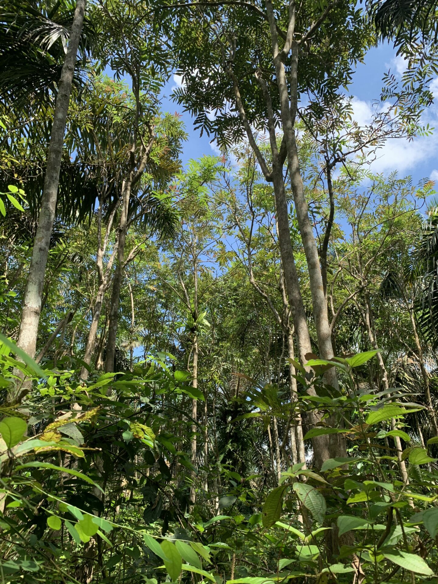 Científicos comprueban que islas de árboles pueden contrarrestar el daño ambiental ocasionado por los monocultivos