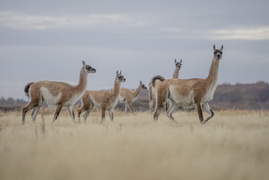 Guanacos en Tierra del Fuego 2021.