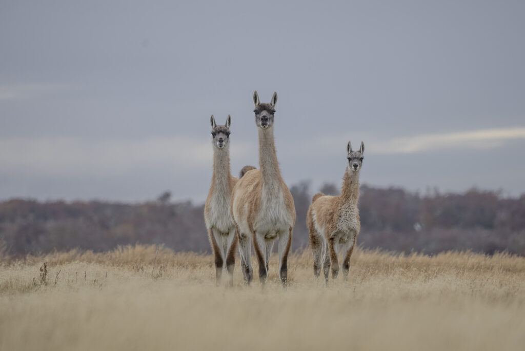 Guanaco Tierra del Fuego 2021.