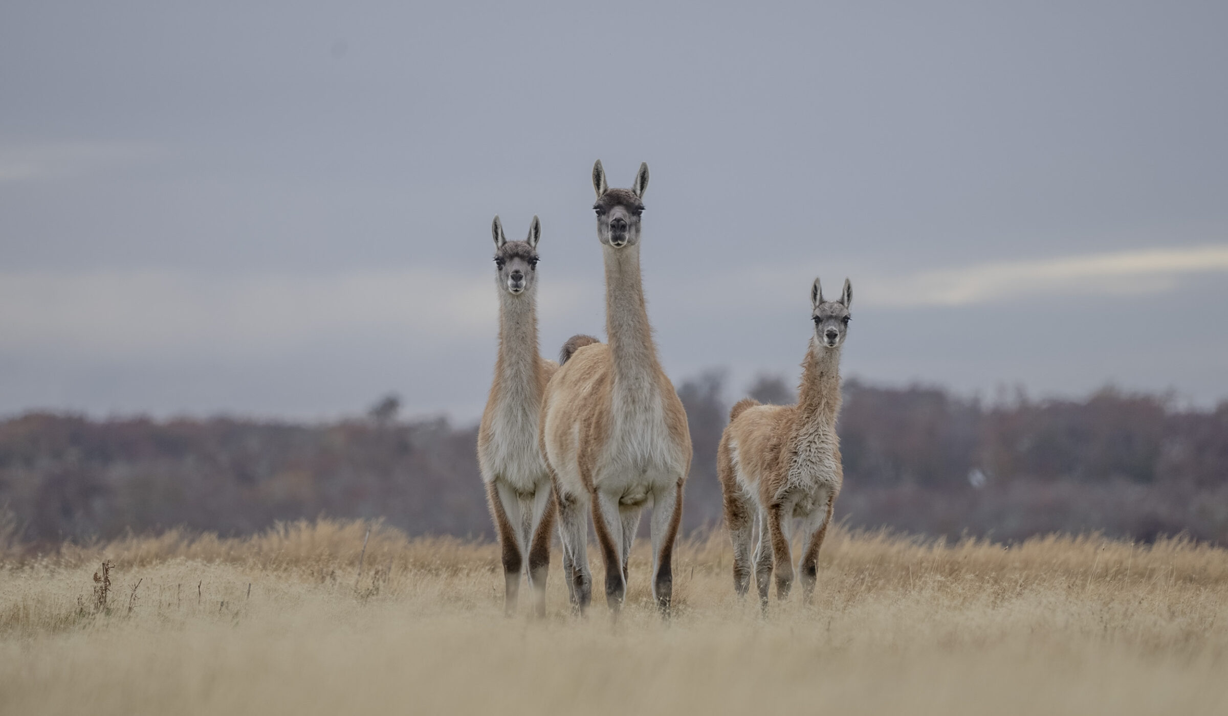 El guanaco en Tierra del Fuego: historia y perspectivas para una especie emblema