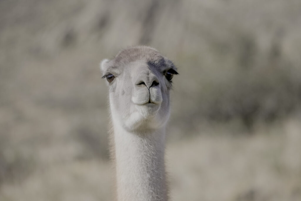 Guanaco en Tierra del fuego 2021.