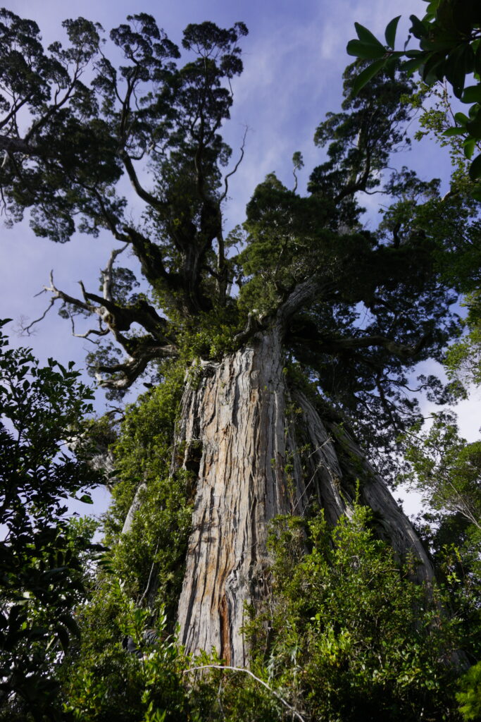 Alerce - Créditos: Reserva Costera Valdiviana