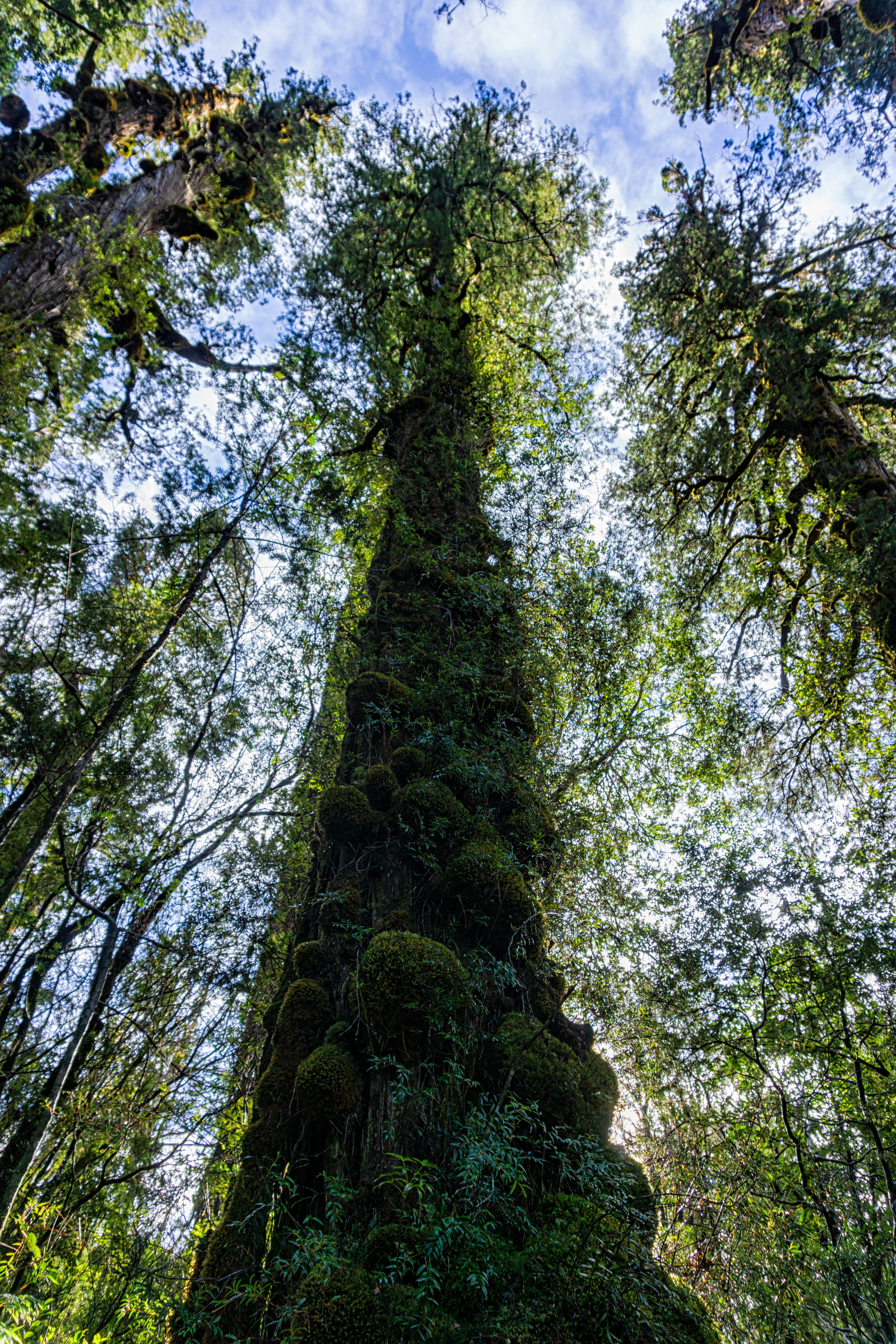 Un testigo milenario: el árbol más antiguo de Sudamérica está en Chile