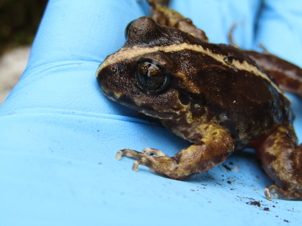 Eupsophus vertebralis (Rana grande de hojarasca) - Teninson Antillanca