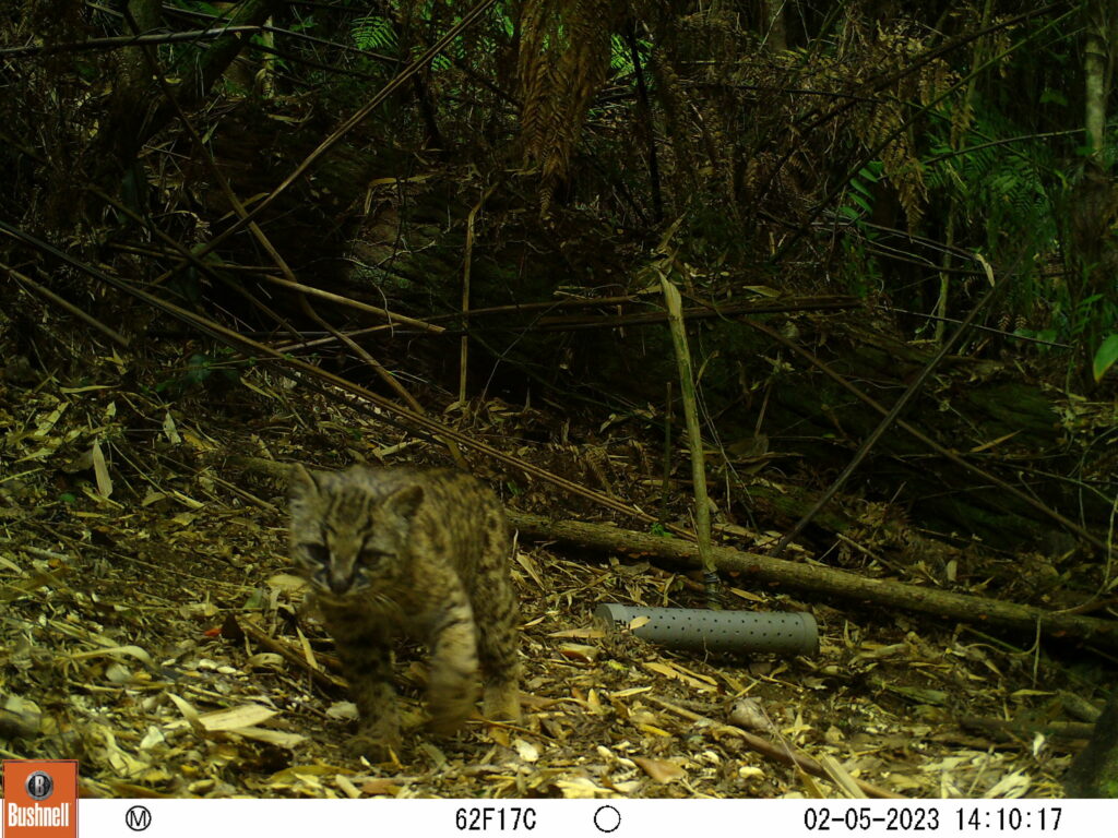 Gato huina (Leopardus guigna) Reserva Costera Valdiviana