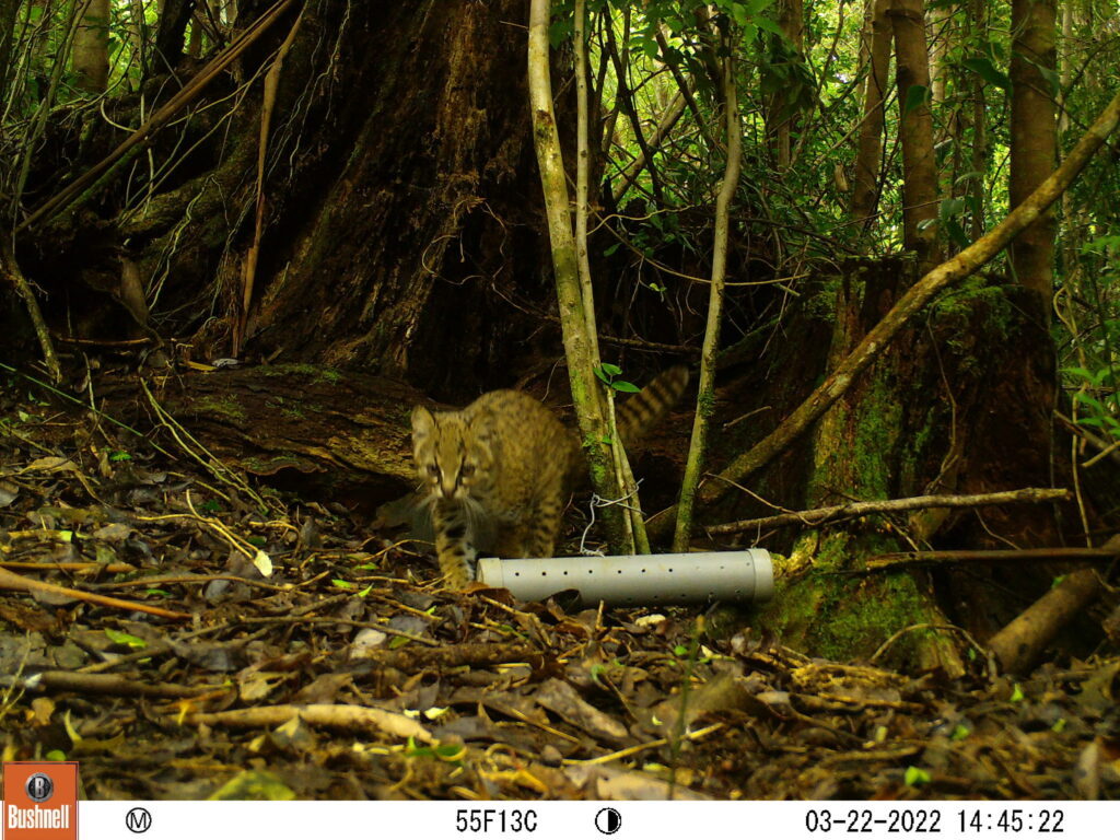 Gato huina (Leopardus guigna) Reserva Costera Valdiviana