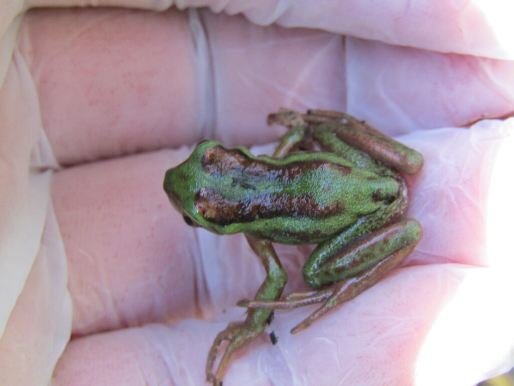 Hylorina sylvatica (Rana esmeralda) - Teninson Antillanca