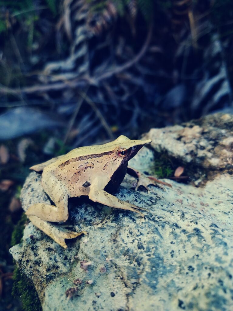 Ranita de Darwin (Rhinoderma darwinii)- Créditos: Teninson Antillanca.