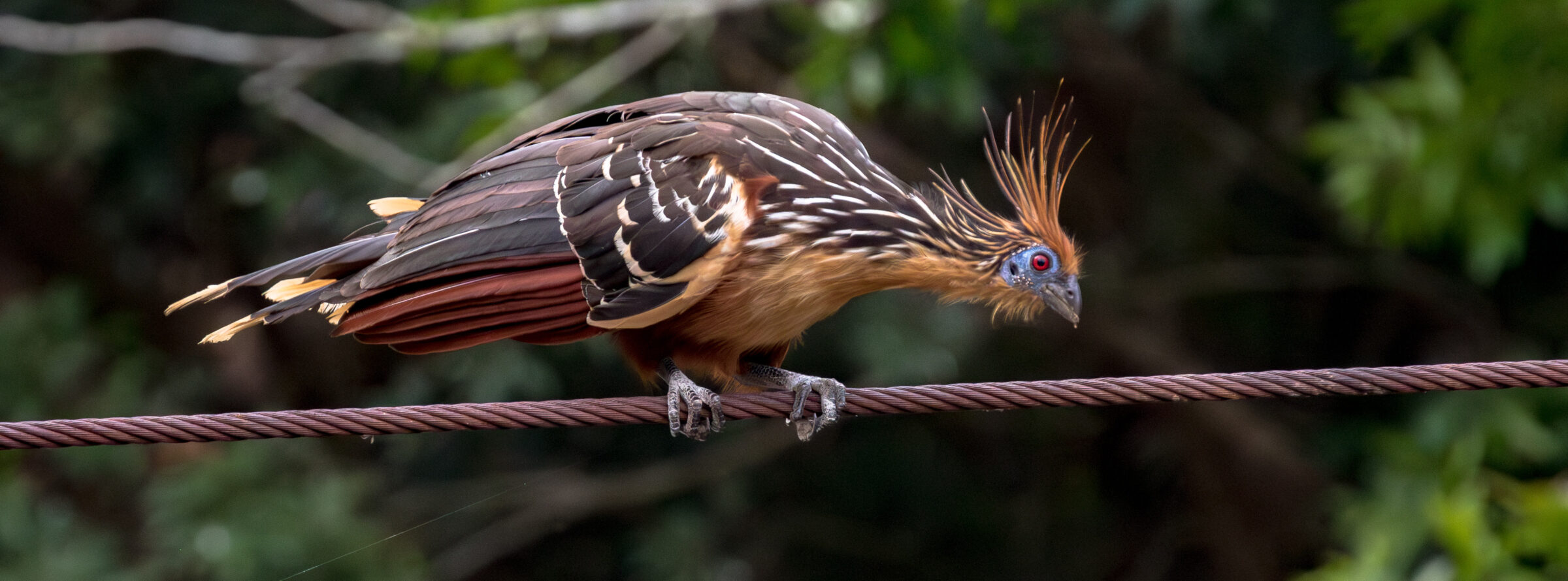 Colombia: el país de las aves que busca hacer de esa riqueza un motivo de orgullo nacional