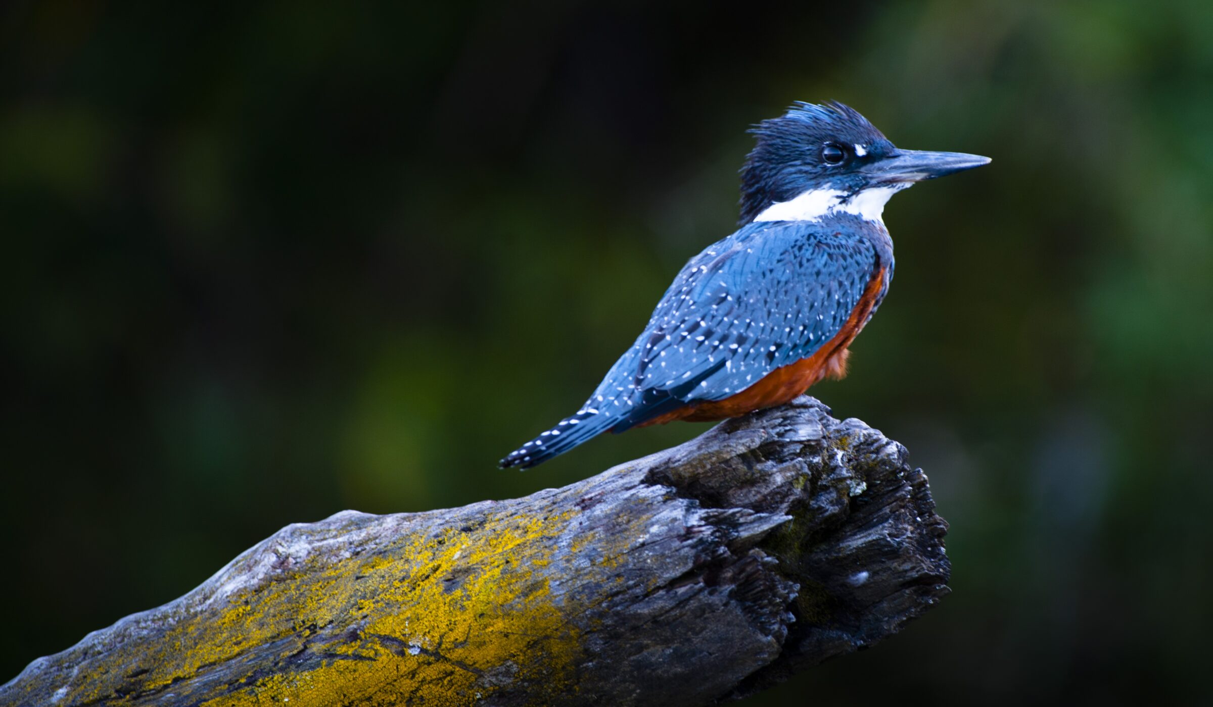 Reserva Costera Valdiviana, aula abierta y pioneros en la protección de la biodiversidad 