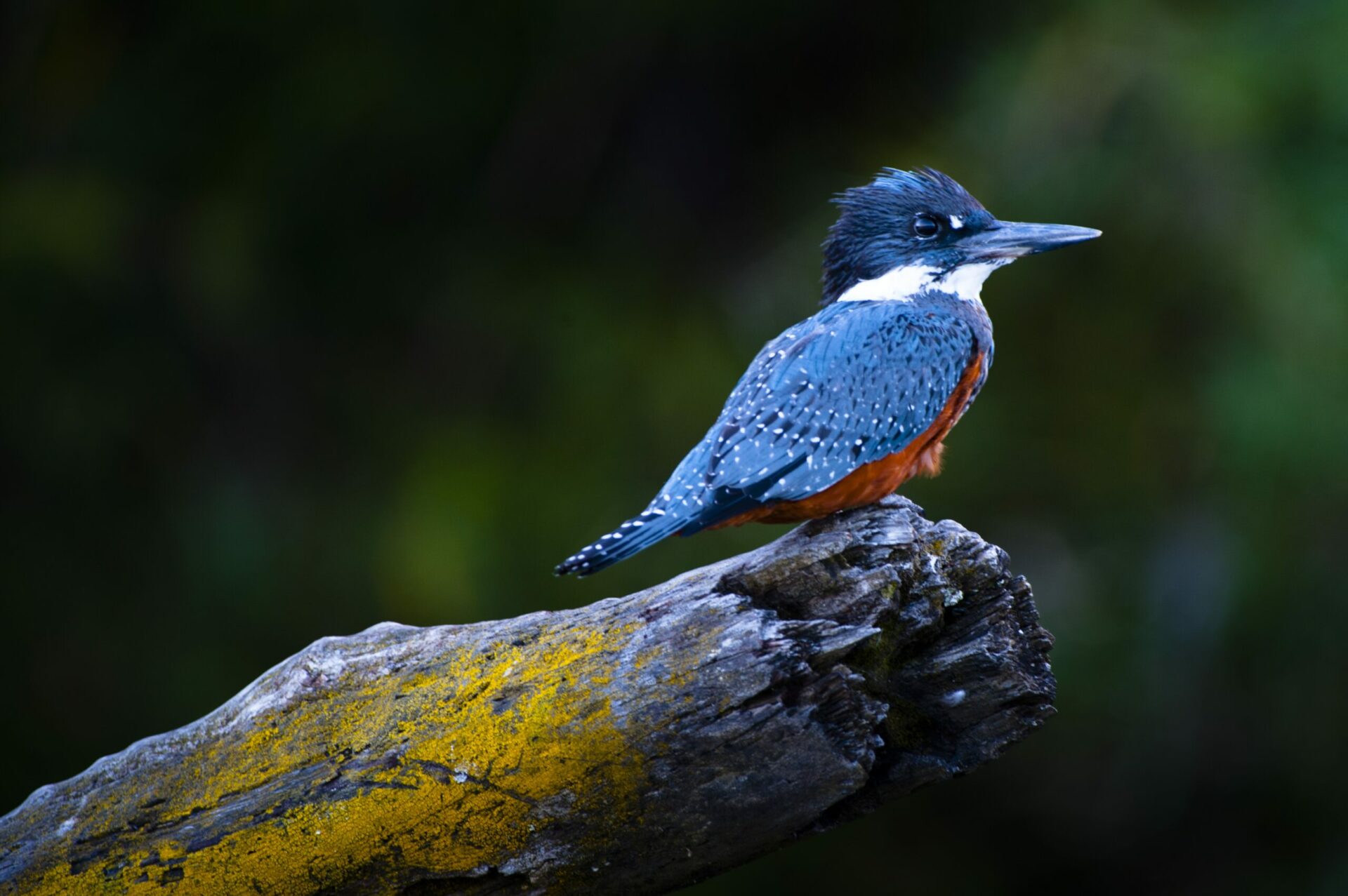 Reserva Costera Valdiviana, aula abierta y pioneros en la protección de la biodiversidad 