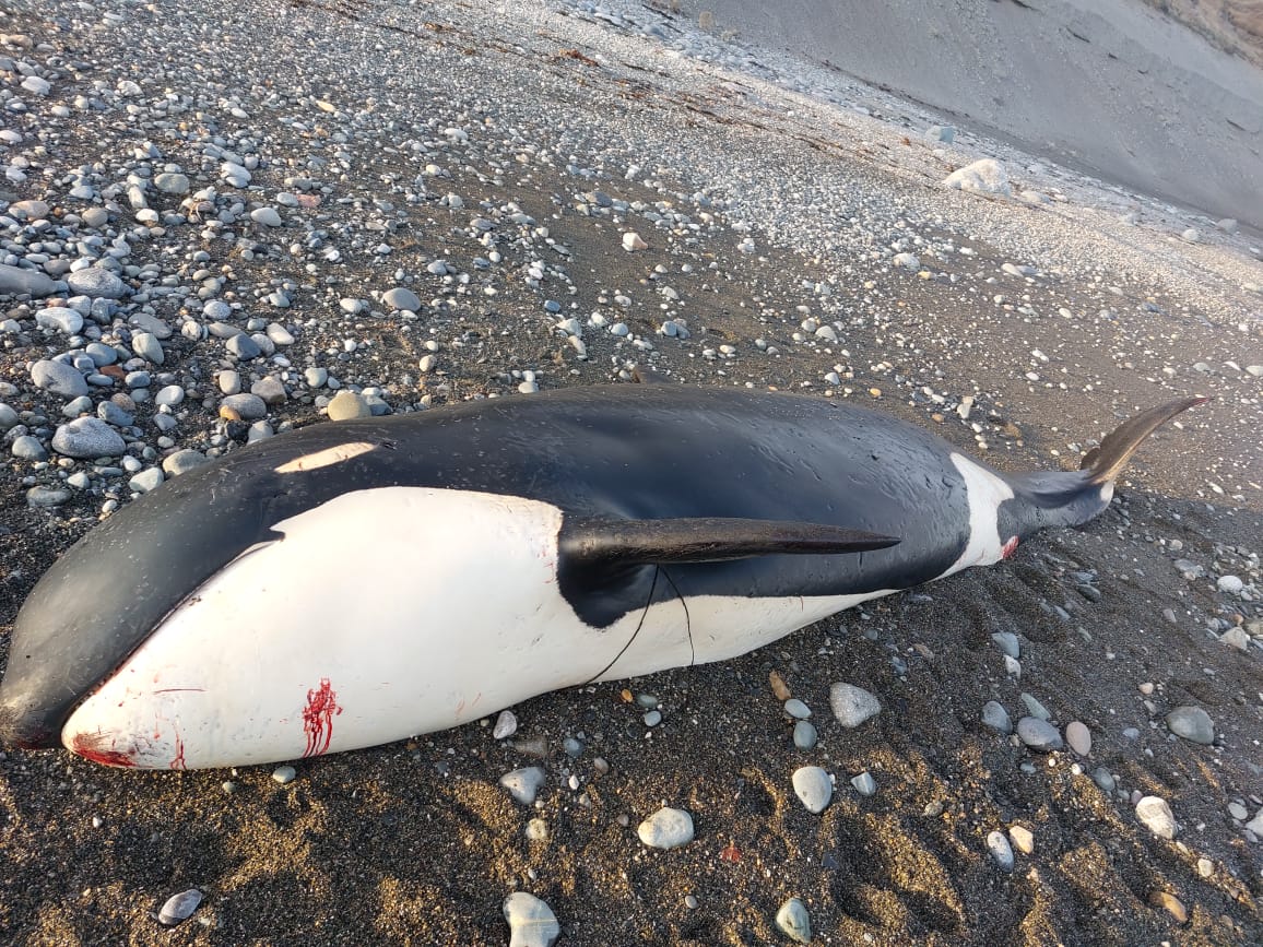 Orca ecotipo D, Bahía Posesión (2022), Benjamín Cáceres