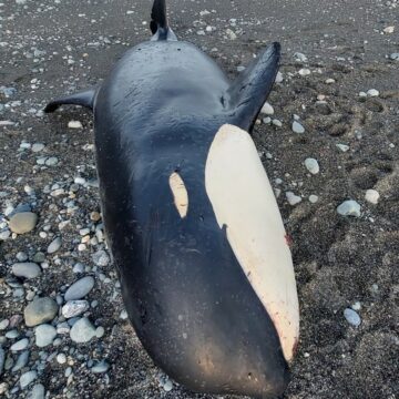 Encuentran subespecie de orca prácticamente desconocida para la ciencia en costas chilenas  
