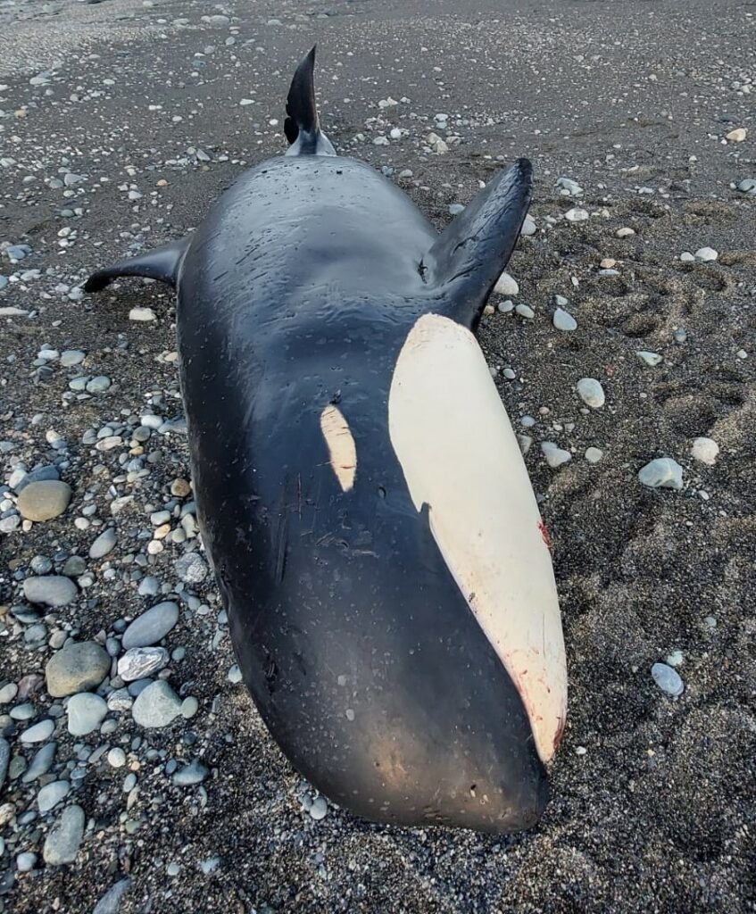 Orca ecotipo D, Bahía Posesión (2022), ENAP