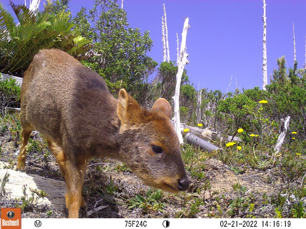 Pudu adulto - Créditos: Reserva Costera Valdiviana