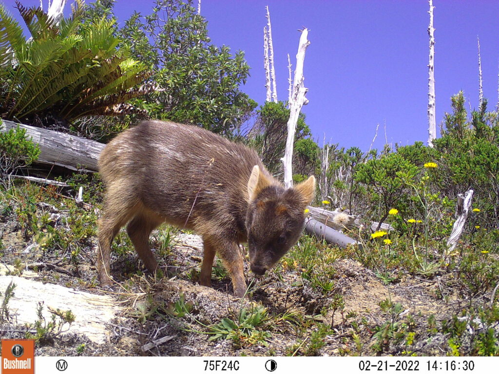 Pudu adulto - Créditos: Reserva Costera Valdiviana