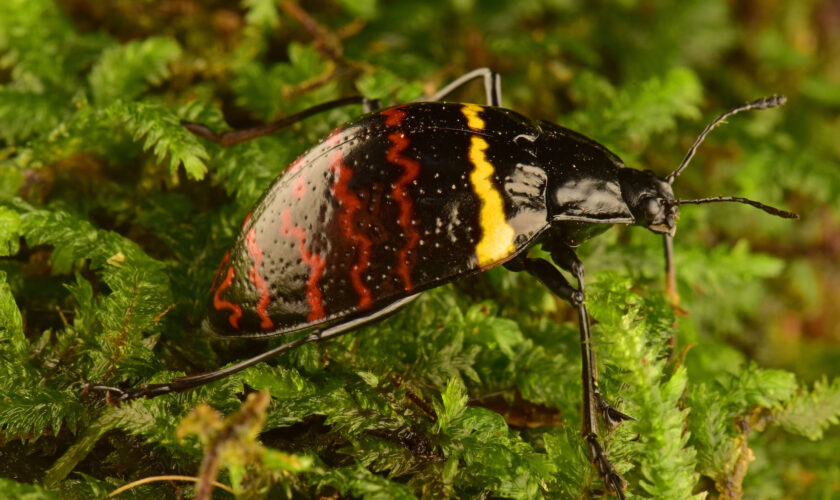 PERÚ | Escarabajos: pequeños guardianes de la conservación en el Parque Manu