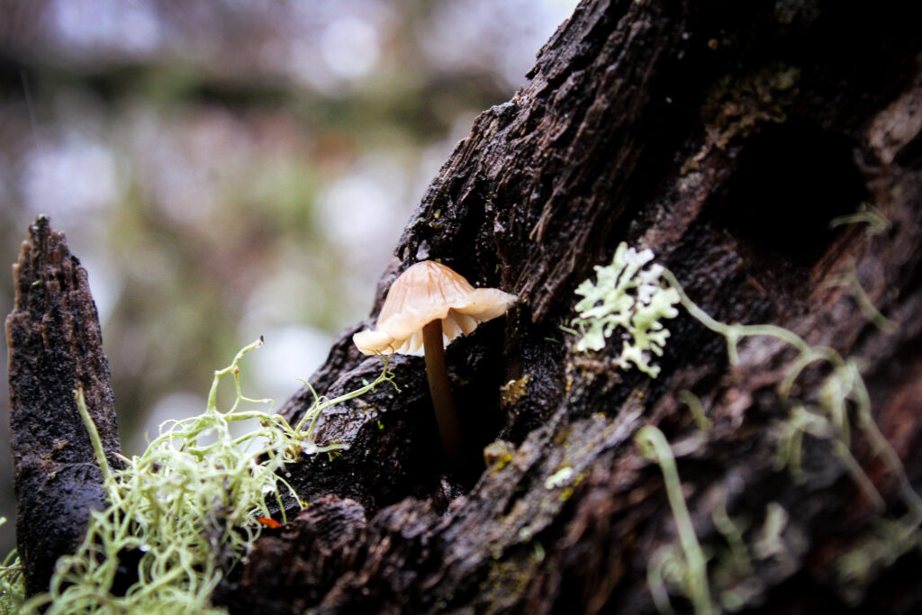 Reino fungi en el Valle Las Trancas. Créditos: ©Tamara Nuñez