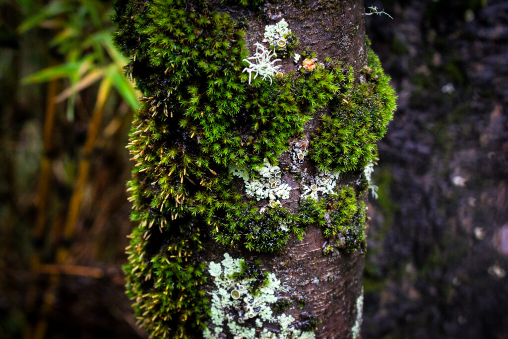 Musgos y liquenes en Valle Las Trancas. Créditos: ©Tamara Nuñez