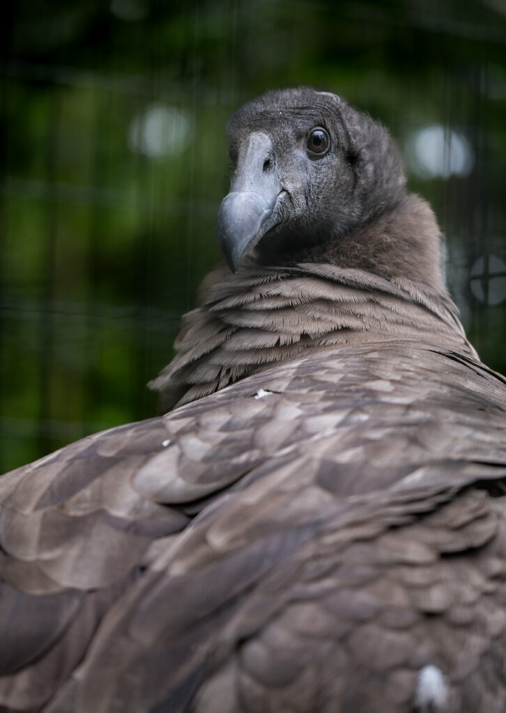 Bety en el Zoológico de Cracovia. Foto: Zoológico de Cracovia