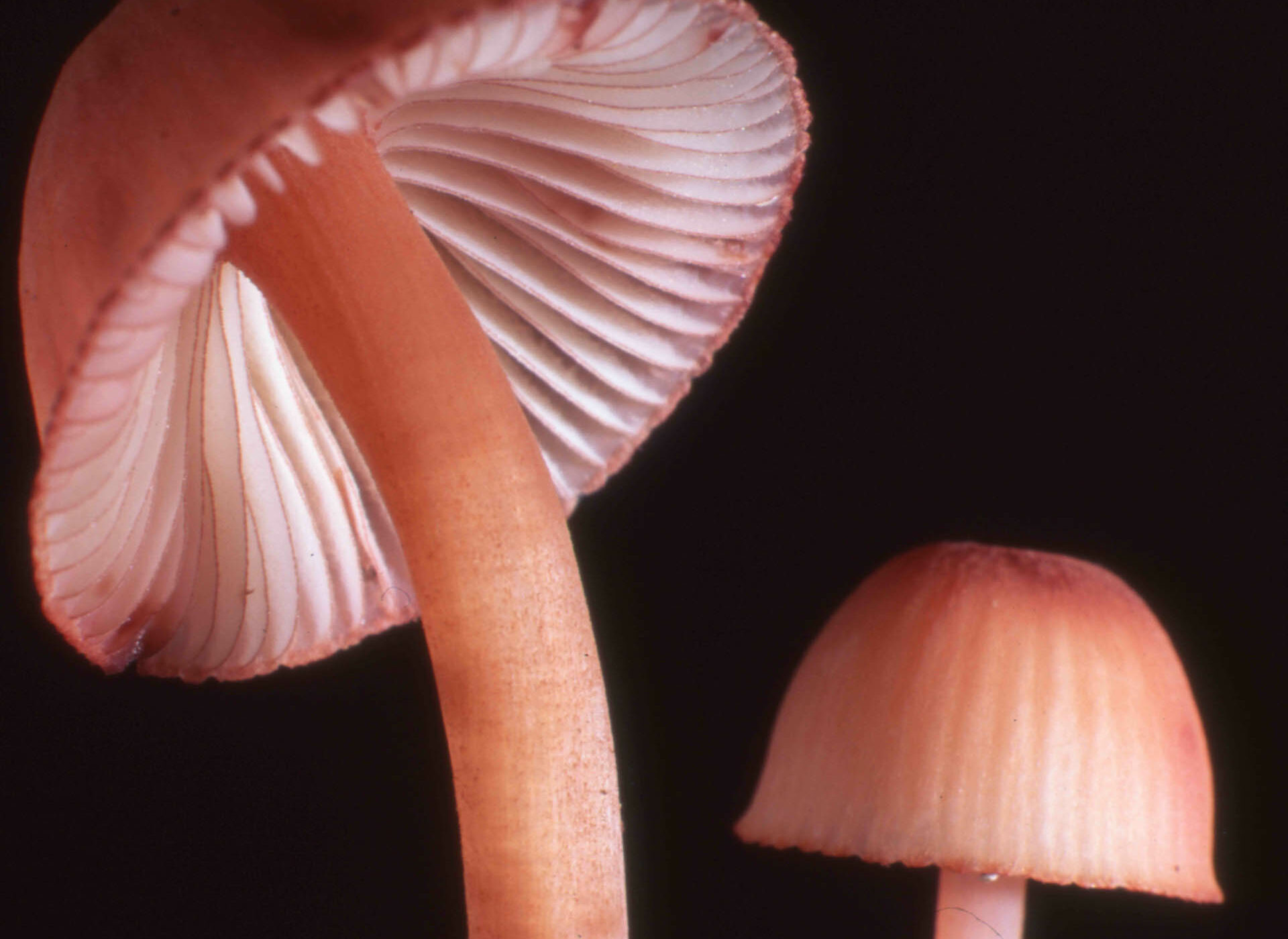 Convención sobre la Diversidad Biológica de la ONU llama a usar la palabra “funga”