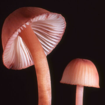 Convención sobre la Diversidad Biológica de la ONU llama a usar la palabra “funga”