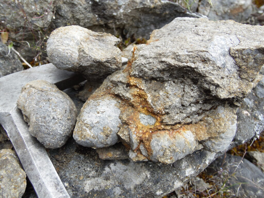 Fósiles de ostras agrupadas. Créditos: ©Hermann Rivas