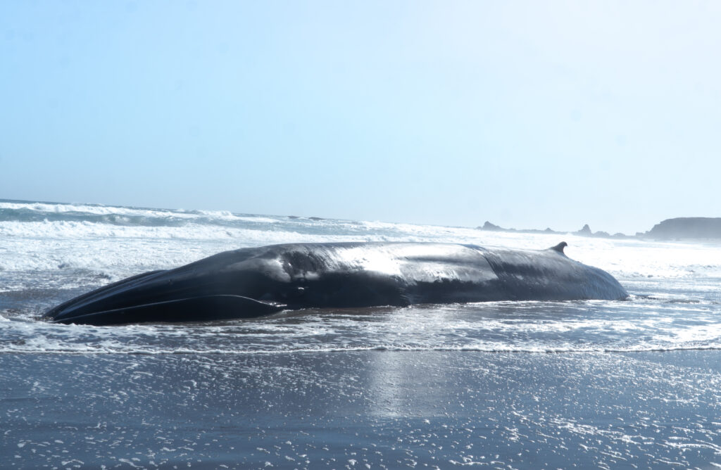 Ballena fin, varada en Huentelauquén.