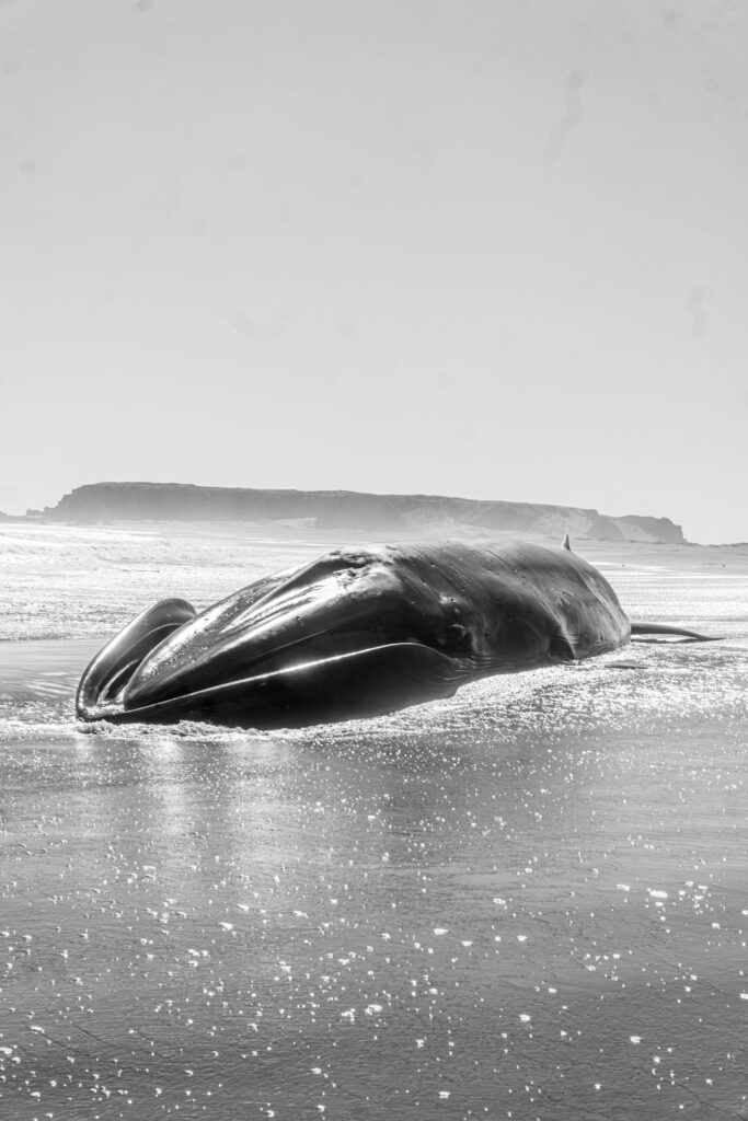 Ballena fin varada en  playa de Huentelauquén. Foto: Romyph_ .