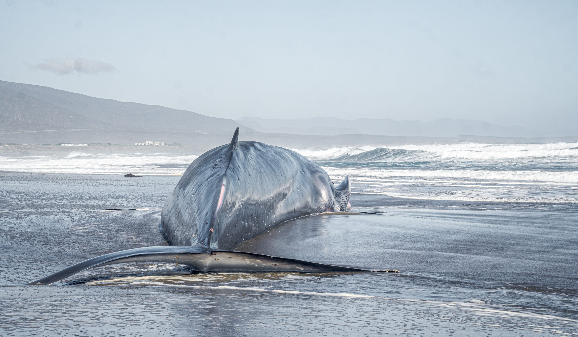 Aún no hay certeza sobre la causa: encuentran ballena fin varada en playa de Huentelauquén, en Coquimbo