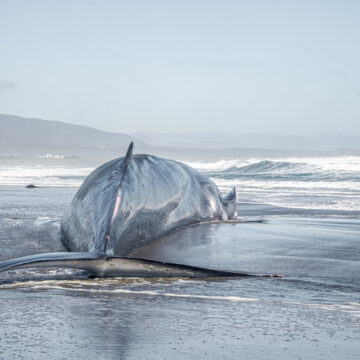 Aún no hay certeza sobre la causa: encuentran ballena fin varada en playa de Huentelauquén, en Coquimbo