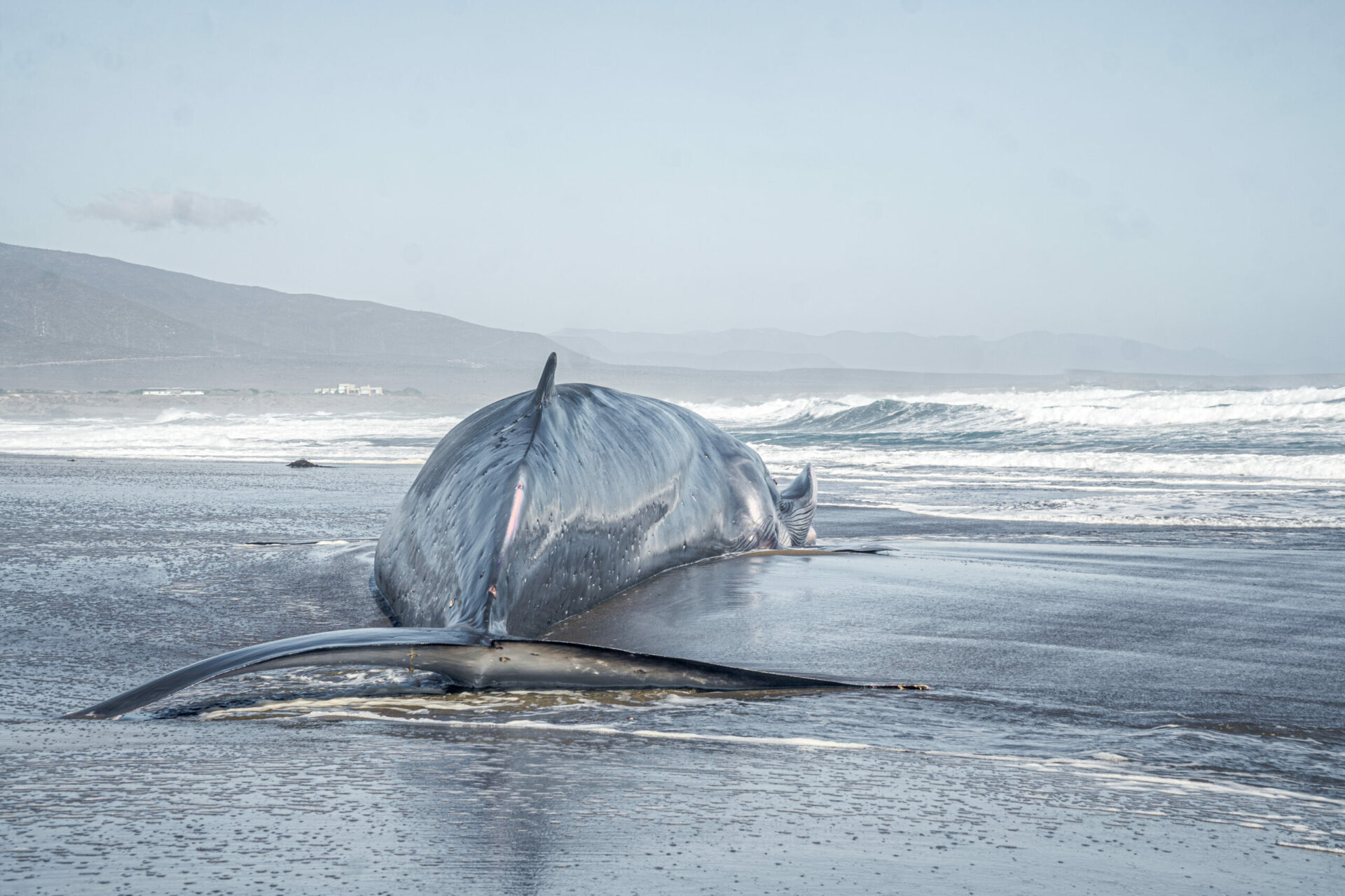 Aún no hay certeza sobre la causa: encuentran ballena fin varada en playa de Huentelauquén, en Coquimbo