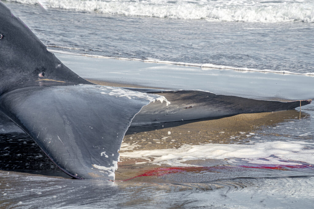 Ballena fin varada en  playa de Huentelauquén. Foto: Romyph_ .