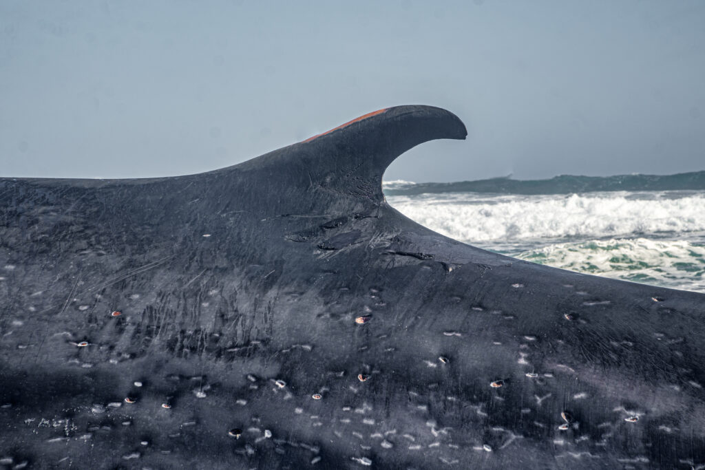 Ballena fin varada en  playa de Huentelauquén. Foto: Romyph_ .