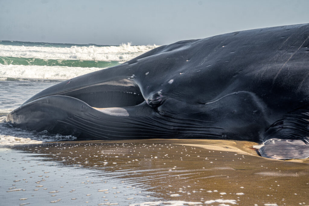 Ballena fin varada en  playa de Huentelauquén.
