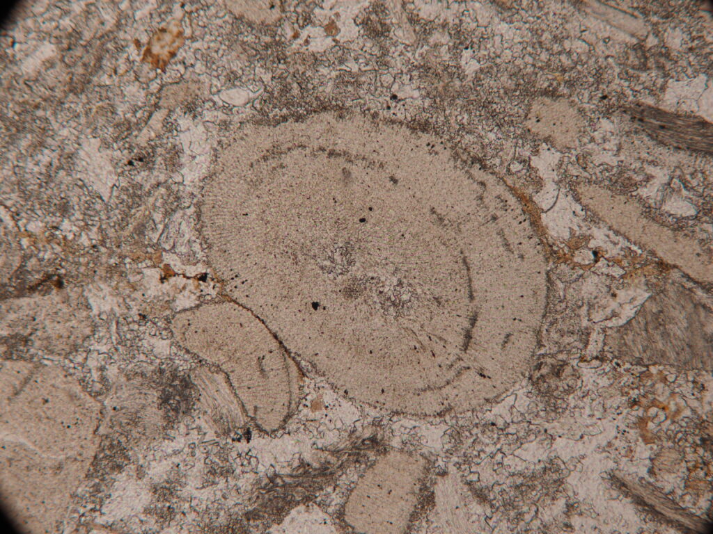Fósil de alga roja desde el microscopio. Créditos: ©Hermann Rivas