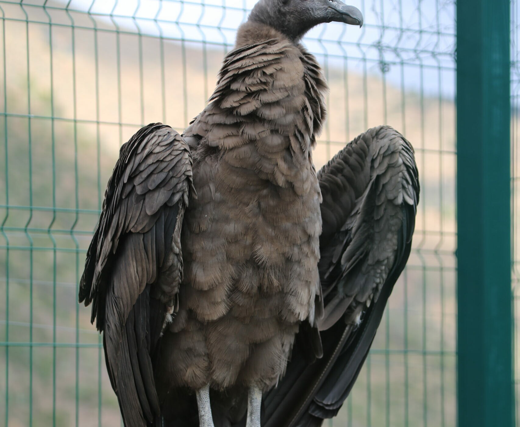 La historia de Bety, la cóndor nacida en Polonia que buscan liberar en la Cordillera de los Andes