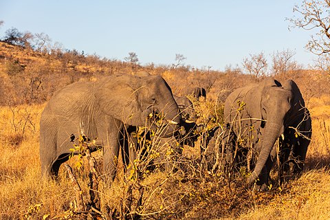 Elefantes africanos de sabana loxodonta africana en el Parque Nacional Kruger Sudáfrica.