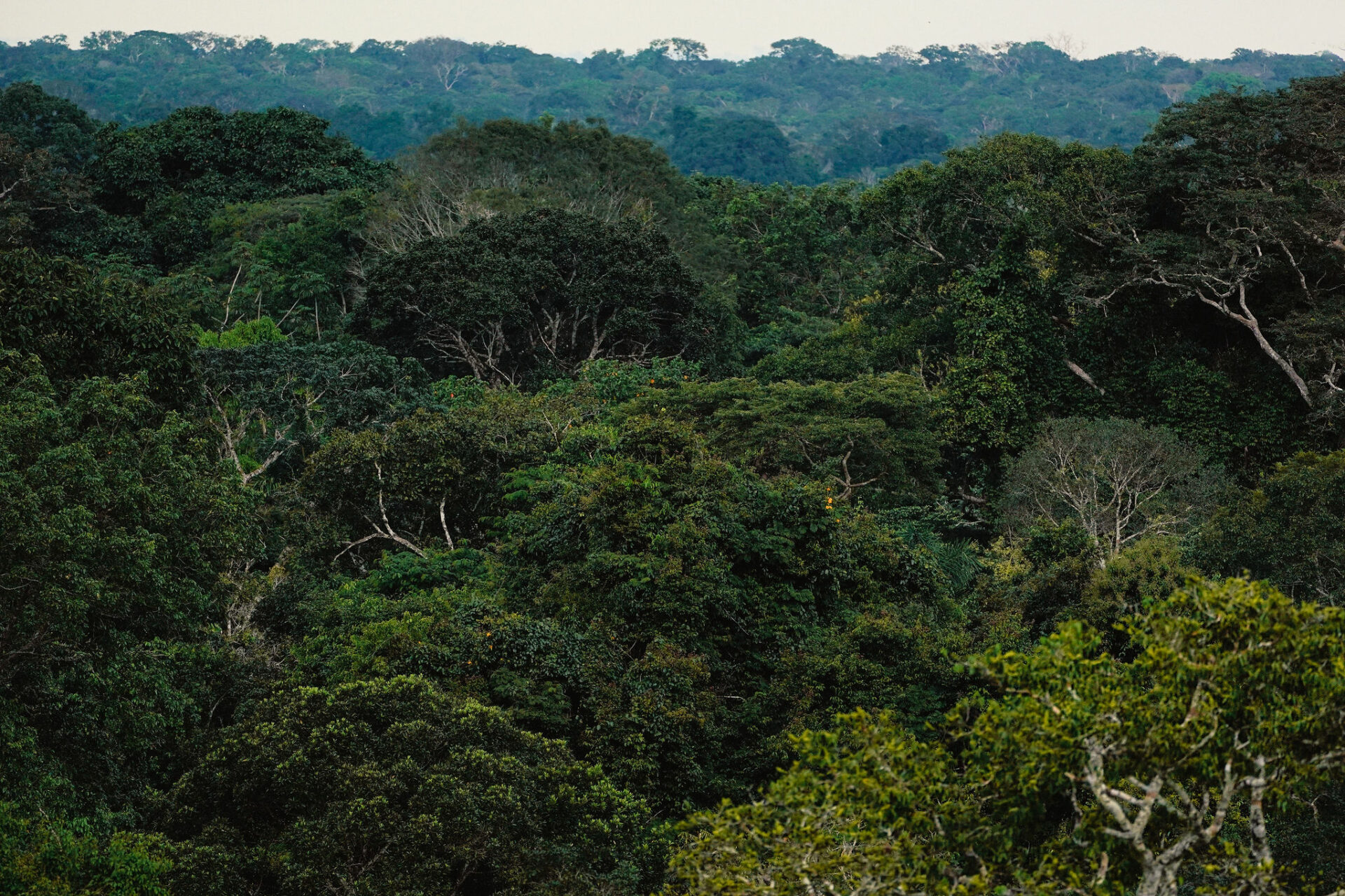 COP16: América Latina vincula financiación, clima, energía y biodiversidad