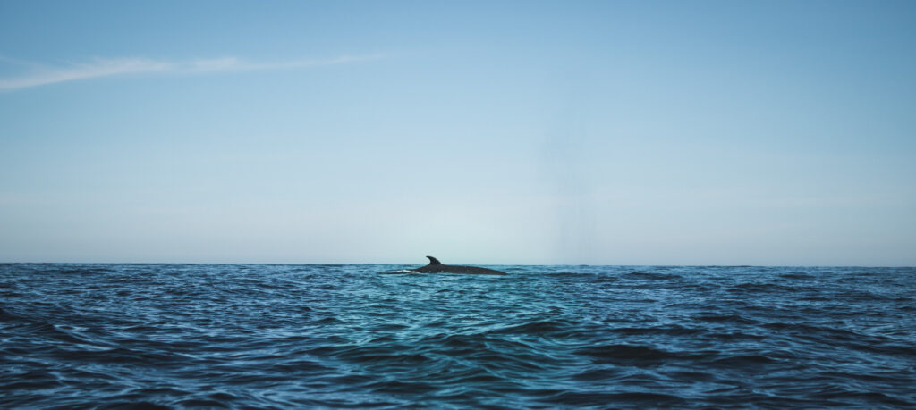 Avistamiento de ballena en el mar
