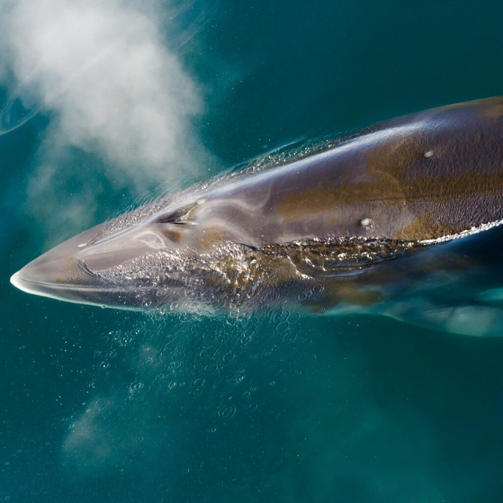 Ballena minke, Centro Ideal